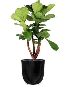Ficus lyrata vertakt op stam (Tabaksplant) (XL)