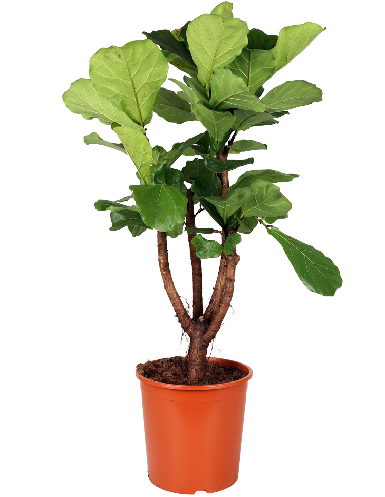 Ficus lyrata vertakt op stam (Tabaksplant) (XL)