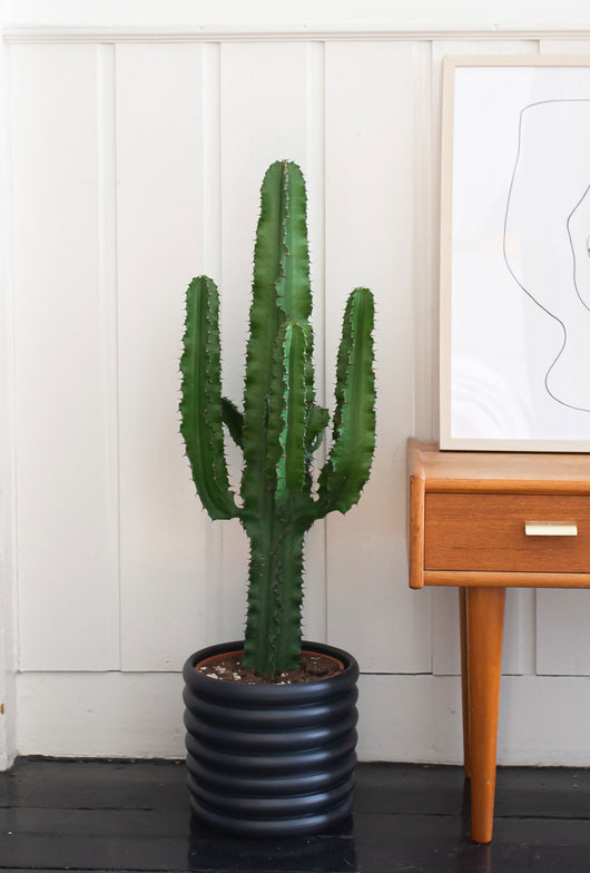 euphorbia cactus cowboycactus verzorging