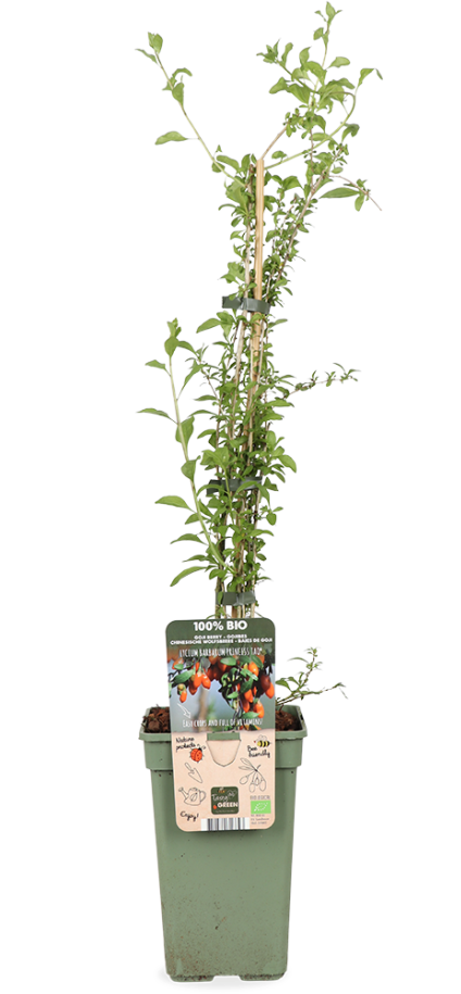 Gojibes (Lycium bar. Princess Tao) (M)