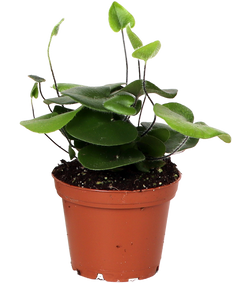 Hemionitis Arifolia (Hartjesvaren) (XS)