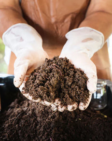 Plantsome's verpotservice voor de Groene Giganten