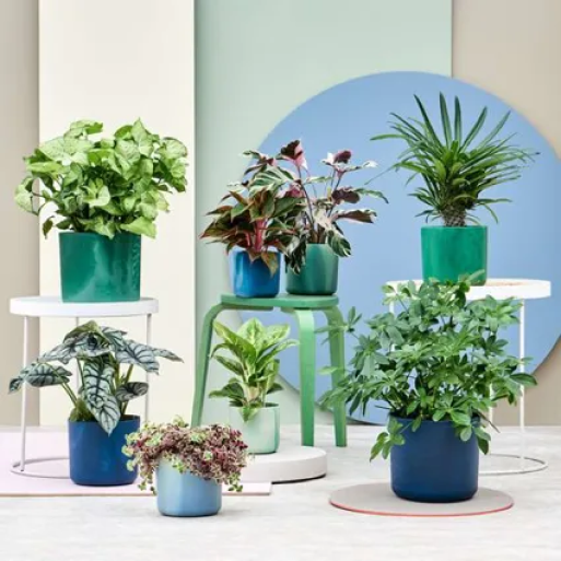 inspiratie