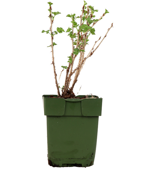 Kruisbes (Ribes ribest Easy Crisp)