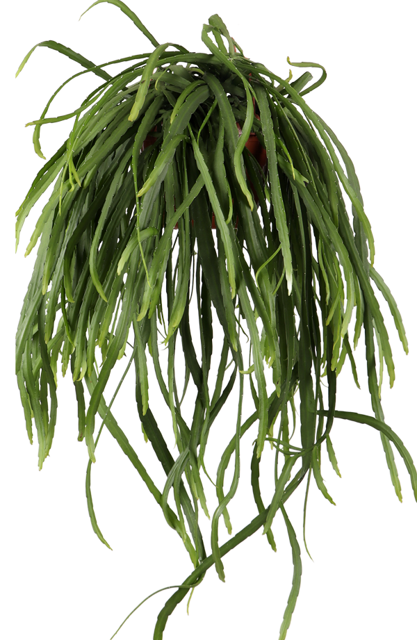 Lepismium bolivianum (S)