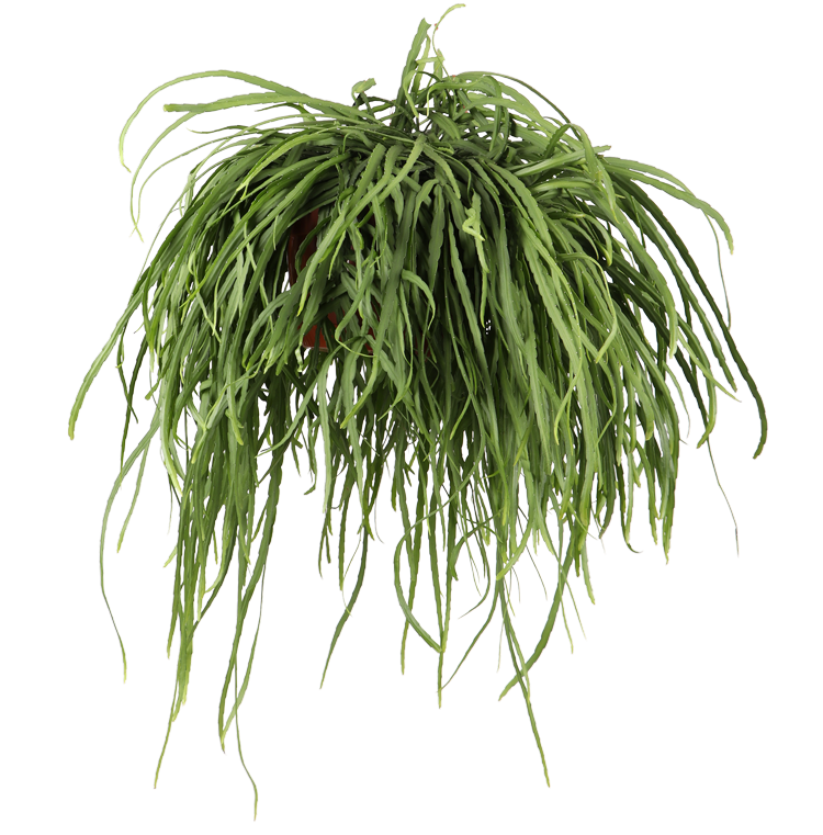 Lepismium bolivianum (M)