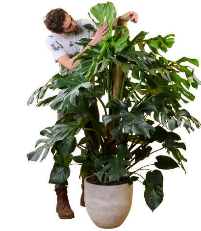 Monstera deliciosa (Gatenplant) (XL)