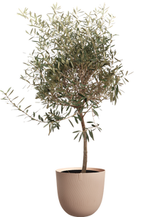 Olijfboom (Olea europea) (XL)