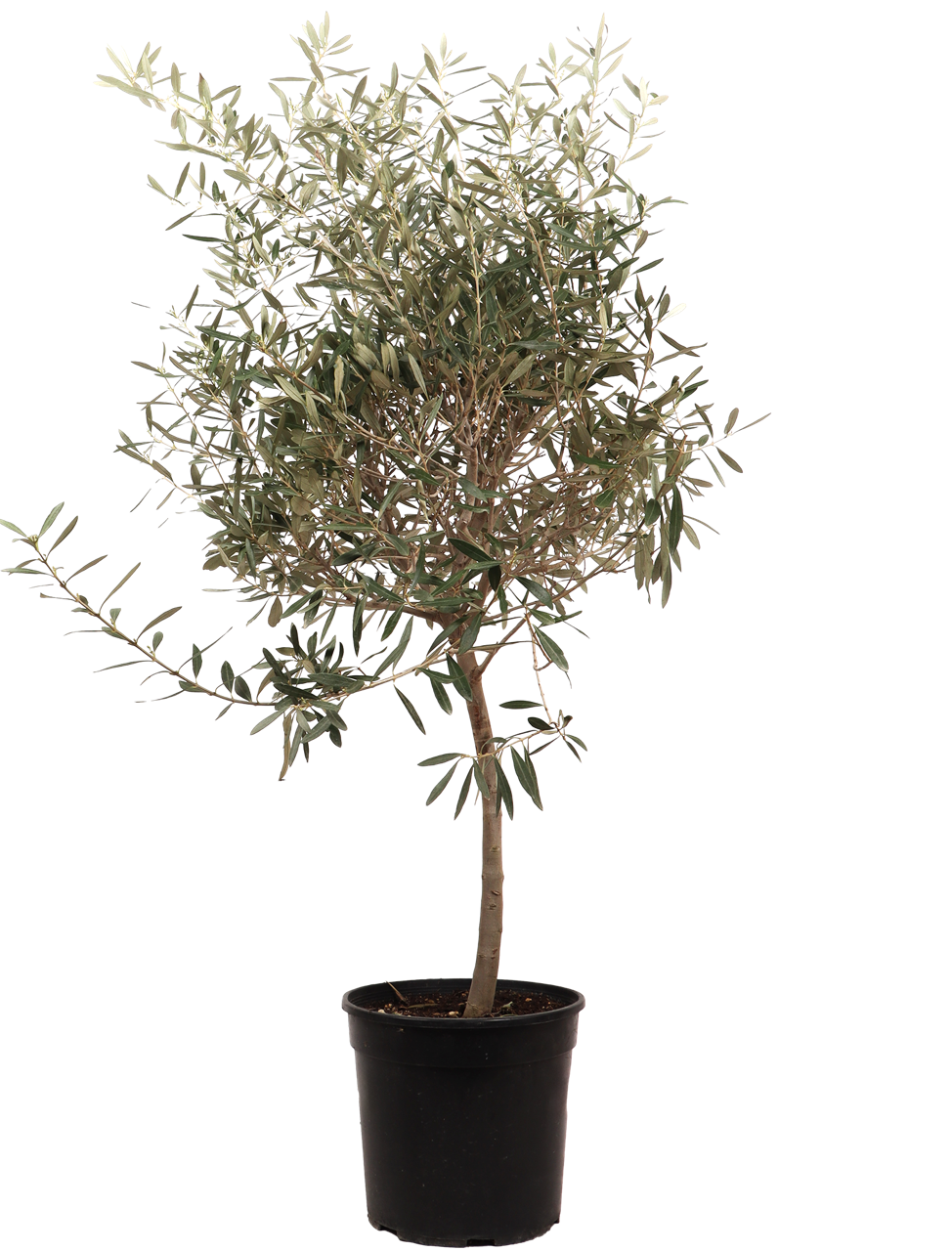 Olijfboom (Olea europea) (XL)