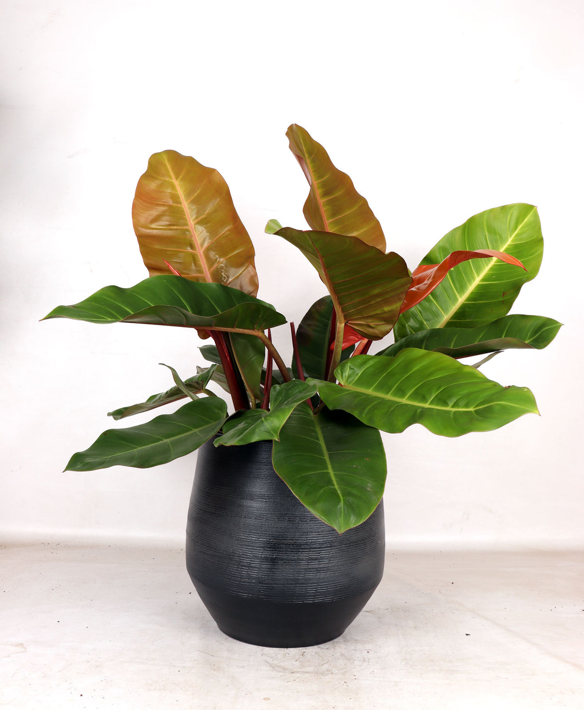 Philodendron Prince of Orange (M) inspiratie 1