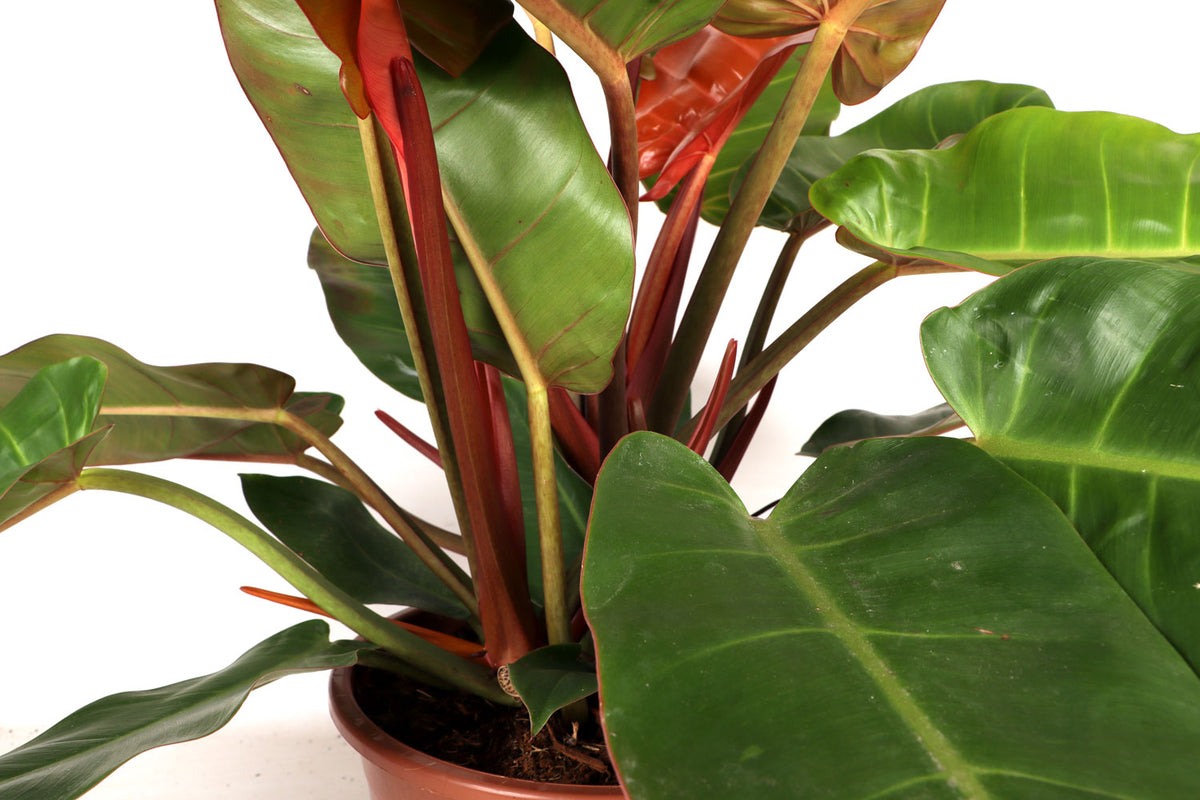 Philodendron Prince of Orange (M) inspiratie 2