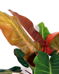 Philodendron Prince of Orange (M) inspiratie 3