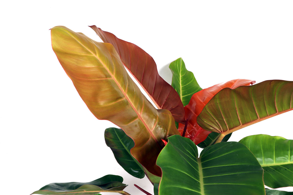 Philodendron Prince of Orange (M) inspiratie 3