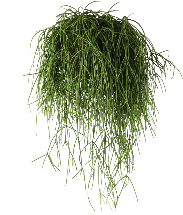 Rhipsalis baccifera (Koraalcactus) (M)