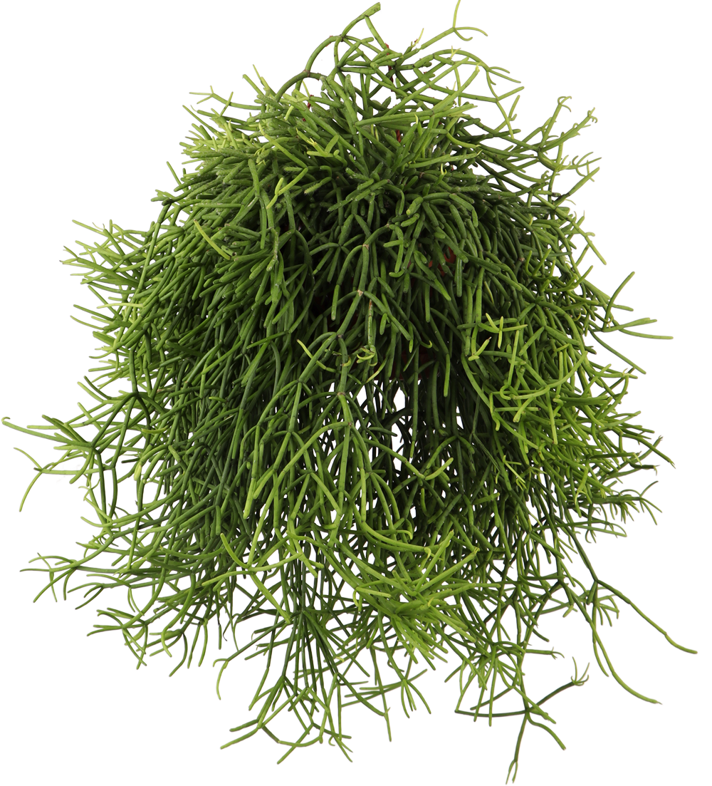Rhipsalis heteroclada (Koraalcactus) (S)