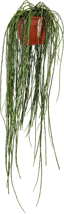 Rhipsalis paradoxa (Koraalcactus) (M)