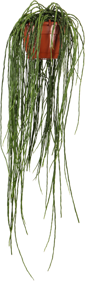 Rhipsalis paradoxa (Koraalcactus) (M)