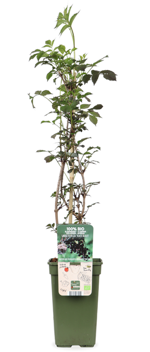Vlierbes (Sambuca nigra 'Black Beauty') (M)