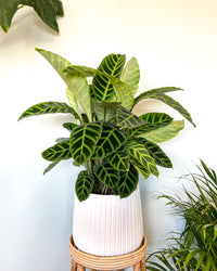 inspiratie-4