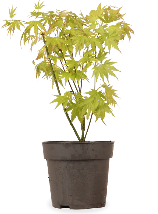 Acer palmatum (Japanse esdoorn) (S)