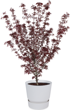 Japanse esdoorn (Acer palmatum) (XL)