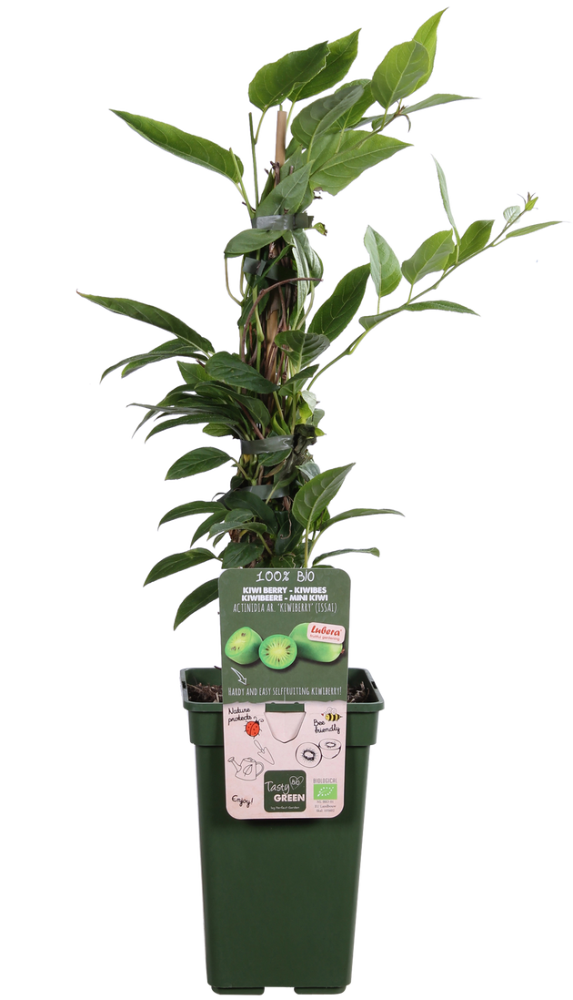 Kiwibes (Actinidia issai) (M)