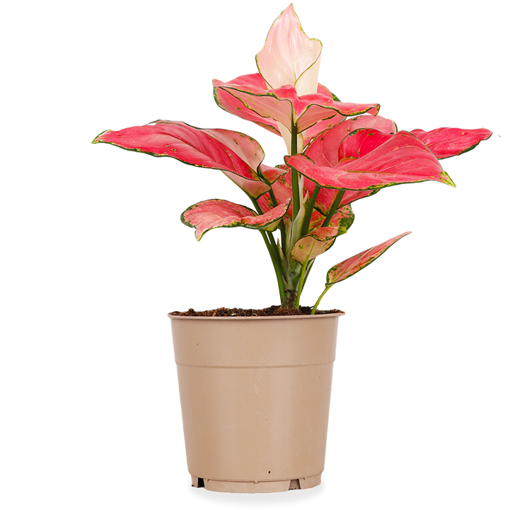 Aglaonema pink star (S)