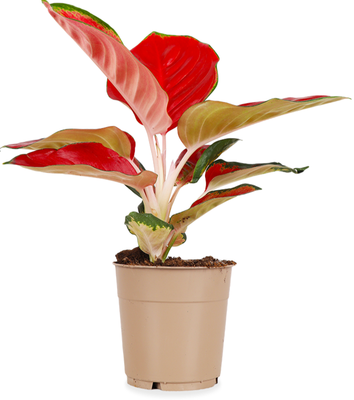 Aglaonema red star (S)