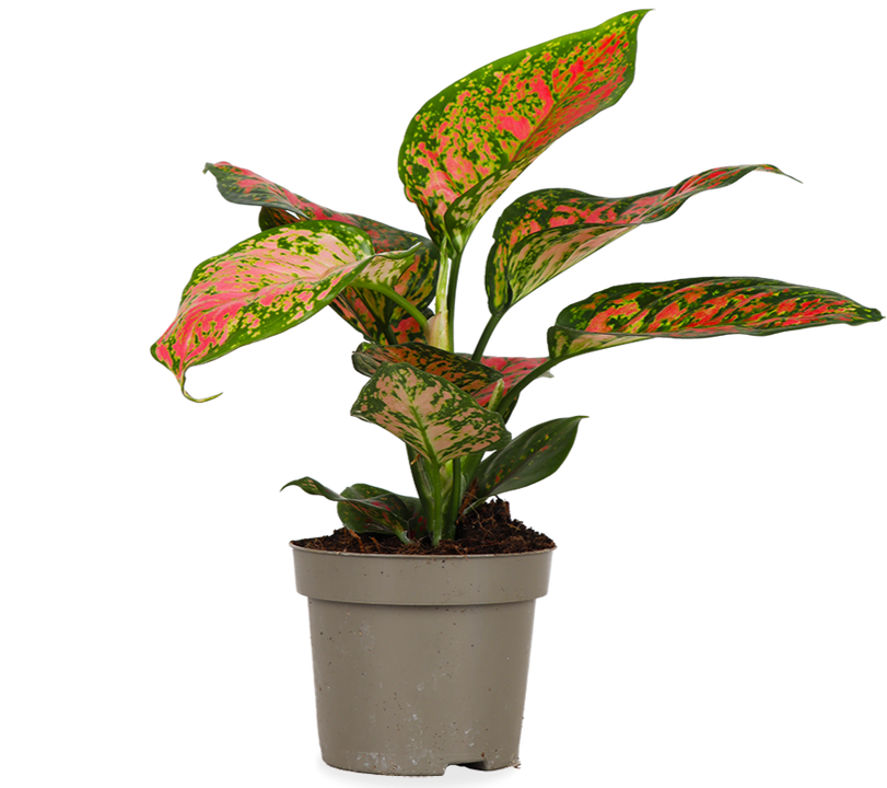 Aglaonema spotted star (S)