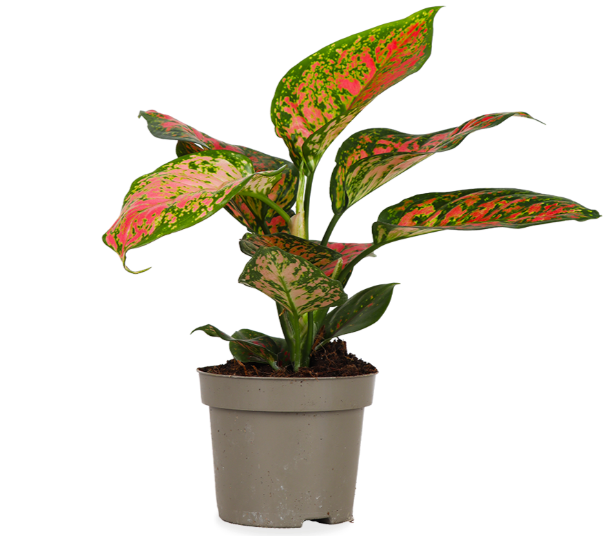 Aglaonema spotted star (S)