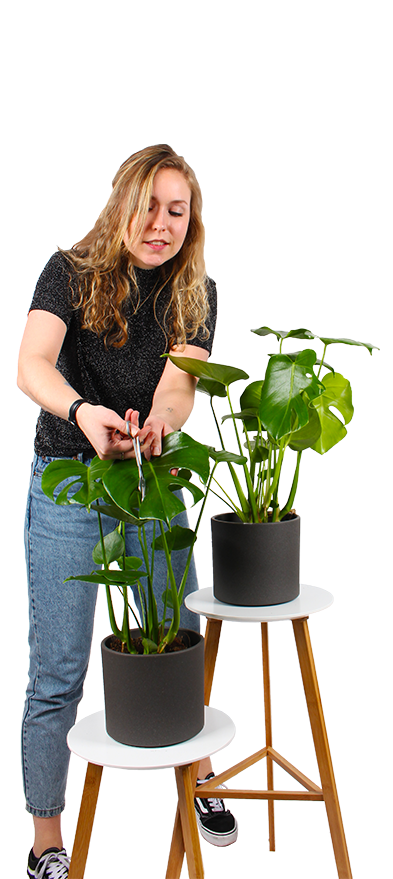 Plantenliefhebber
