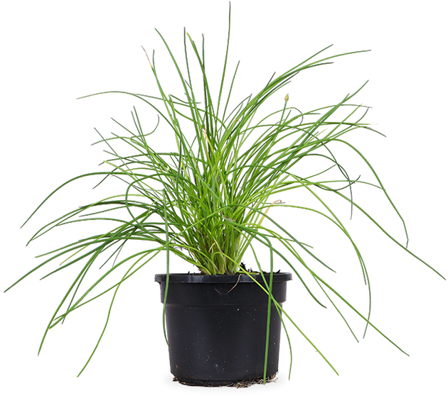 Bieslook (Allium schoenoprasum)