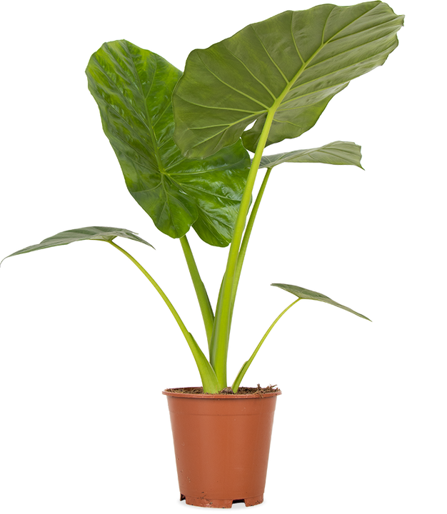 Alocasia macrorrhiza (Olifantsoor)