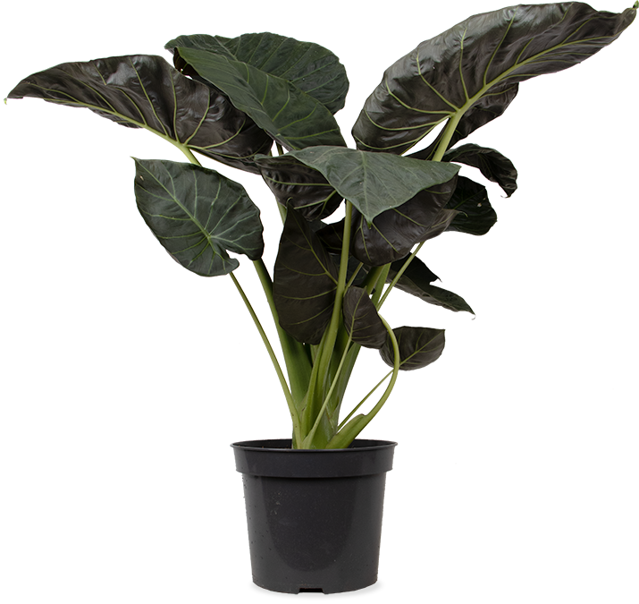 Alocasia regal shield (Olifantsoor) (XL)