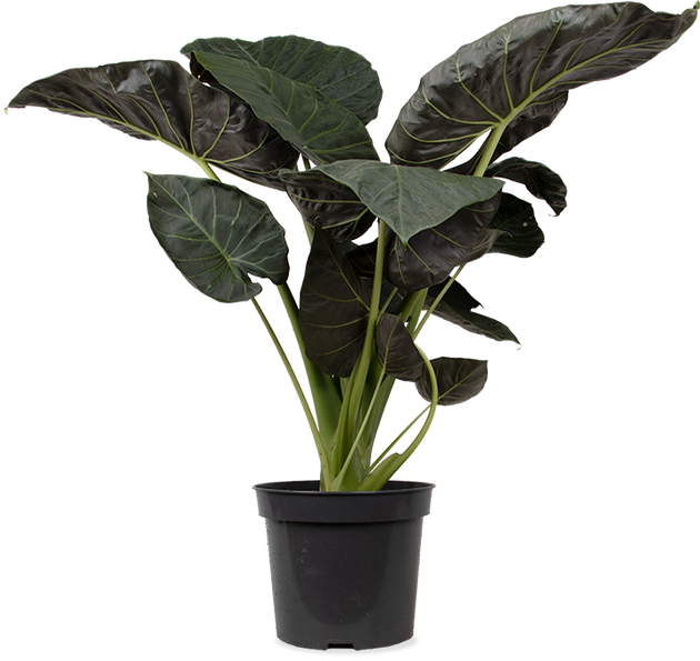 Alocasia regal shield (Olifantsoor) (XL)
