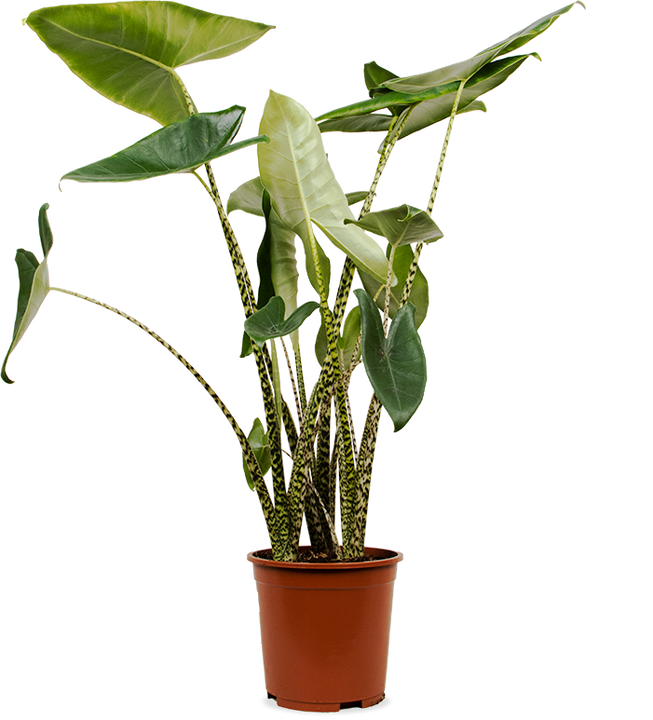 Alocasia zebrina (Olifantsoor) (L)