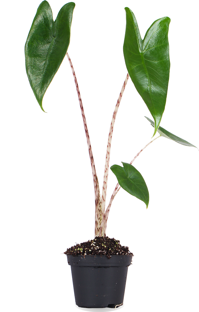 Alocasia zebrina (Olifantsoor) (XS)