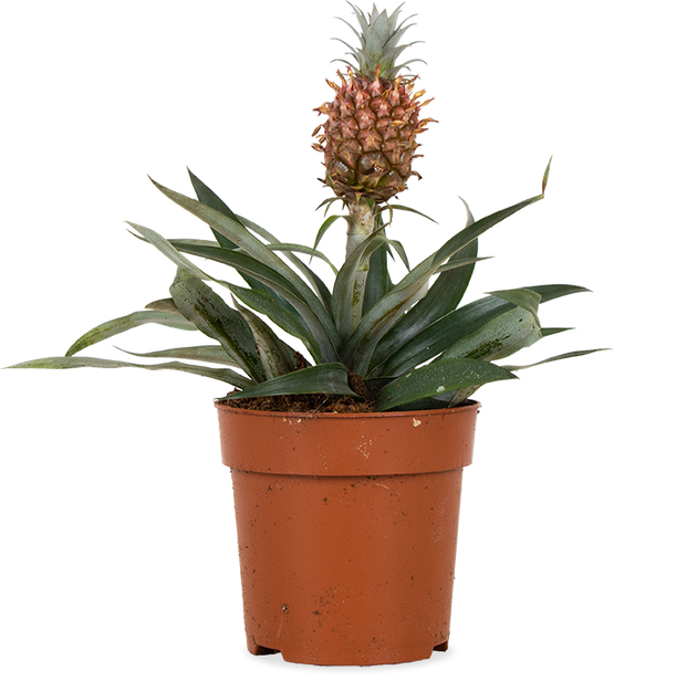Ananas comosus "mi amigo" (Ananasplant) (S)