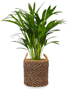 Areca palm (Goudpalm) (M)