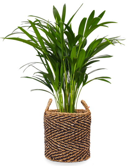 Areca palm (Goudpalm) (M)