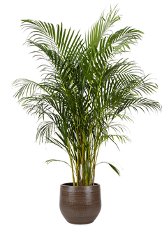 Areca palm (Goudpalm) (XL)