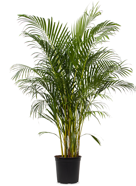 Areca palm (Goudpalm) (XL)