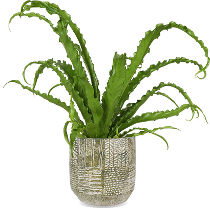 Asplenium Osaka (Nestvaren) (S)
