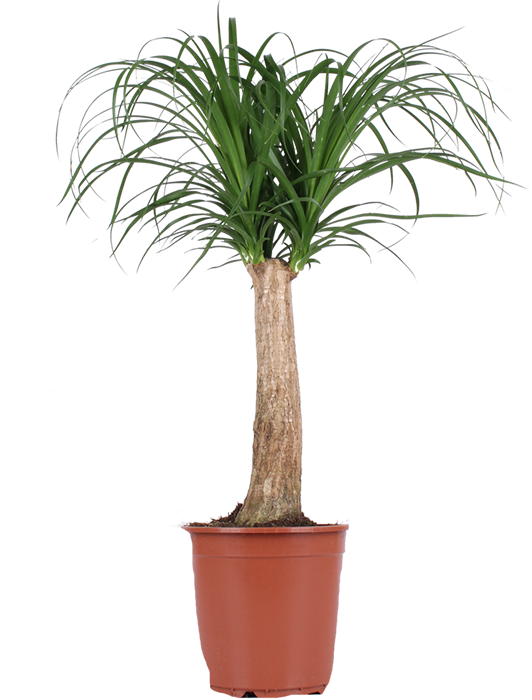 Beaucarnea (Olifantenpoot) (M)