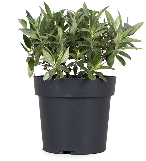 Vlinderstruik (S) (Buddleja davidii "little lila")