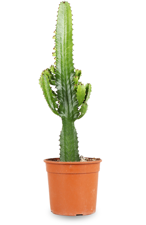 Euphorbia acruensis (Cowboycactus) (M)