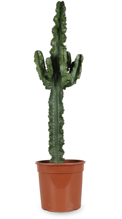 Euphorbia erytrea (Cowboycactus) (L)