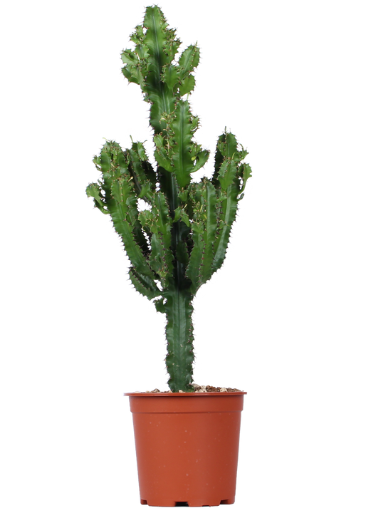 Euphorbia erytrea (Cowboycactus) (M)