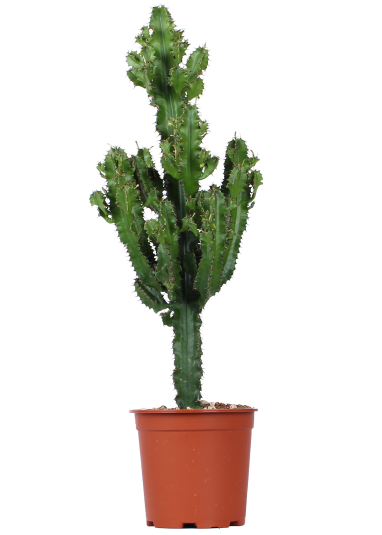 Euphorbia erytrea (Cowboycactus) (M)