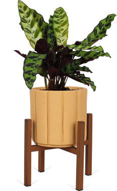 Calathea Insignis / Lancifolia (S)